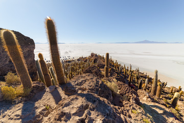 Incahuasi island (Cactus Island)  on Salar de Uyuni, in Bolivia