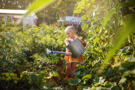 Girl watering the garden with a watering can, garden, little gardener, July, summer in the village, happy child