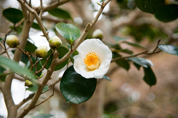 apple tree blossom