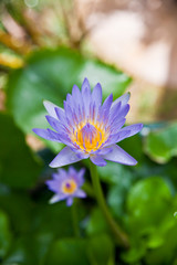 Fototapeta premium purple lotus flower
