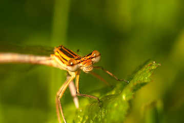 ważka w porannym słońcu © Robert Borek