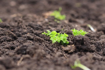 parsley root in the ground