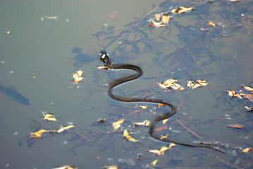 wąż zaskroniec pływający po stawie © Robert Borek