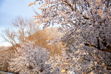 
rama de almendro llena de flores flores blancas y rosadas bajo un cielo azul