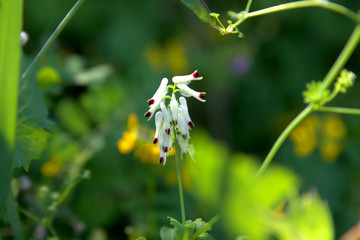 traditional flowers of Greece. from the island of Skopelos. simple and humble, by nature. organic without fertilizer and spraying