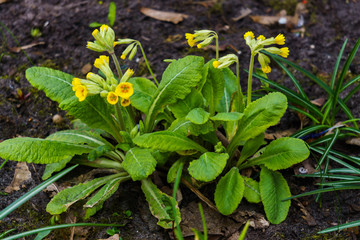 Obraz premium Perennial primroses in the spring garden. Pink-burgundy primrose flowers.