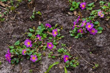 Perennial primroses in the spring garden. Pink-burgundy primrose flowers.