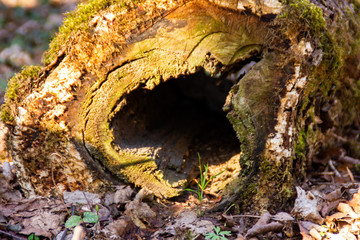 heartshaped hole  on tree stump