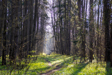 forest trail in the National Park Elk Island
