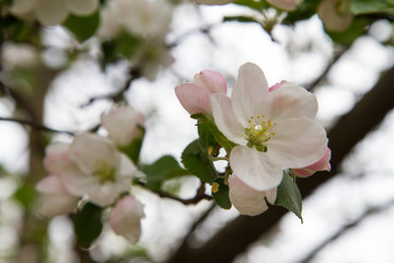 Apple tree  blooming in spring
