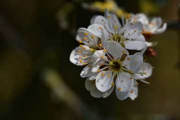 blühende Schlehen