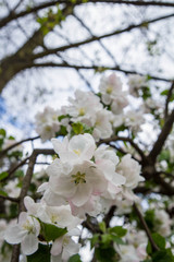 Obraz premium Apple tree blooming in spring seen upwards against the sky