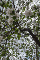 Apple tree  blooming in spring seen upwards against the sky