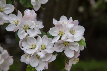 Fototapeta premium Apple tree blooming in spring