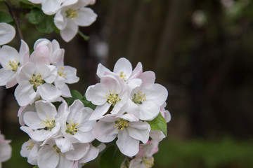 Apple tree  blooming in spring