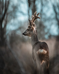 deer in the woods