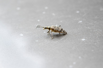 close-up portrait of a beetle on a uniform background. The insect on the metal surface