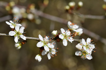 blühende Schlehen