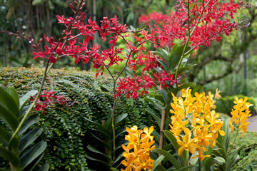 flowers in the garden
