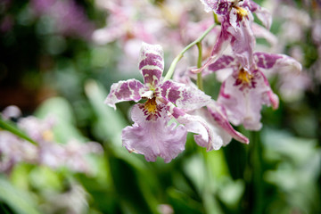 bee on pink flower