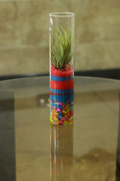 testube terrarium with colourful stones and live plant.A terrarium  is usually a sealable glass container containing soil and plants, and can be opened for maintenance to access the plants inside. 