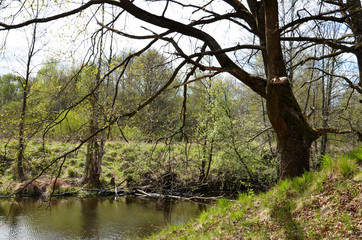 Land scape of wild nature in early spring. Early spring. River in the forest, the Bank with a slope. A large branching tree. The leaves on the trees begin to open. Sunny day.