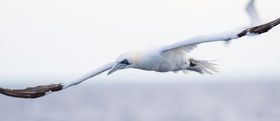 A northern gannet (Morus bassanus) flying over the Mediterranean sea, catching fish.