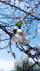 Cherry spring blossom and blue sky