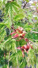 Maple spring blossom 