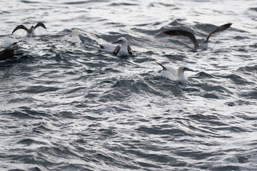 Naklejka premium A northern gannet (Morus bassanus) flying over the Mediterranean sea, catching fish.