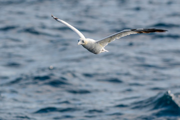 Fototapeta na wymiar A northern gannet (Morus bassanus) flying over the Mediterranean sea, catching fish.