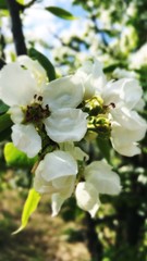 Apple spring blossom