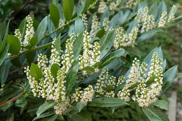 a cherry laurel shrub with white flowers