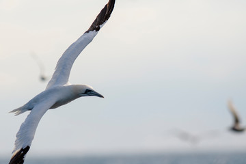 A northern gannet (Morus bassanus) flying over the Mediterranean sea, catching fish.