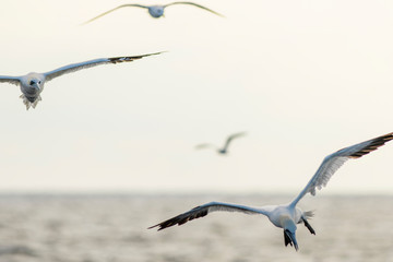 Obraz premium A northern gannet (Morus bassanus) flying over the Mediterranean sea, catching fish.