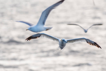 A northern gannet (Morus bassanus) flying over the Mediterranean sea, catching fish.