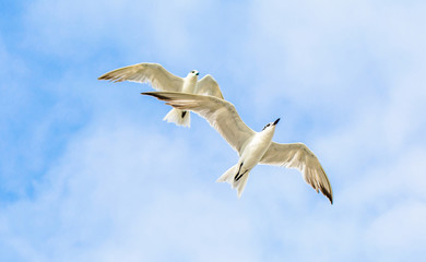 Beautiful Birds flying in the sky in middel of sea  of dwakra gujarat
