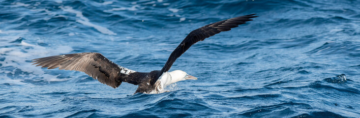 A northern gannet (Morus bassanus) flying over the Mediterranean sea, catching fish.