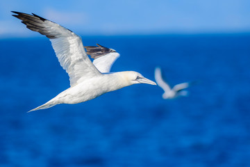 A northern gannet (Morus bassanus) flying over the Mediterranean sea, catching fish.