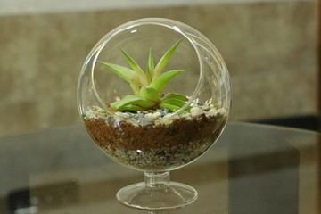 table top terrarium with colourful stones and live plant.A terrarium  is usually a sealable glass container containing soil and plants, and can be opened for maintenance to access the plants inside. 