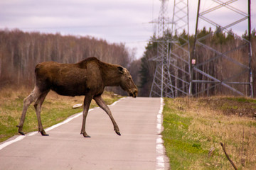 walking moose in the National Park Elk Island