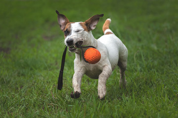 Jack Russell Terrier bringing a toy