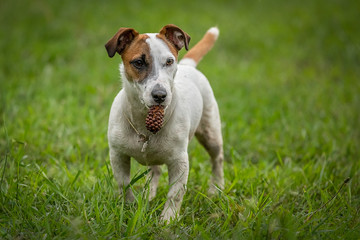 Jack Russell Terrier playing outside