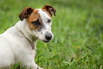 Jack Russell Terrier playing outside