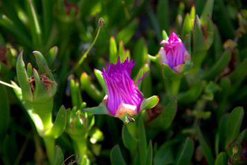 traditional flowers of Greece. from the island of Skopelos. simple and humble, by nature. organic without fertilizer and spraying