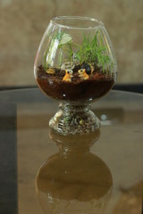 A terrarium  is usually a sealable glass container containing soil and plants, and can be opened for maintenance to access the plants inside. 