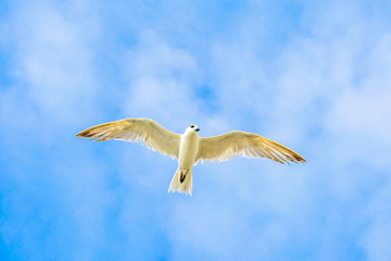 Beautiful Birds flying in the sky in middel of sea  of dwakra gujarat
