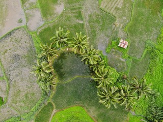 Vista aerea de arrozal