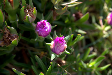 traditional flowers of Greece. from the island of Skopelos. simple and humble, by nature. organic without fertilizer and spraying