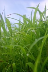 water drops on tall green leaves